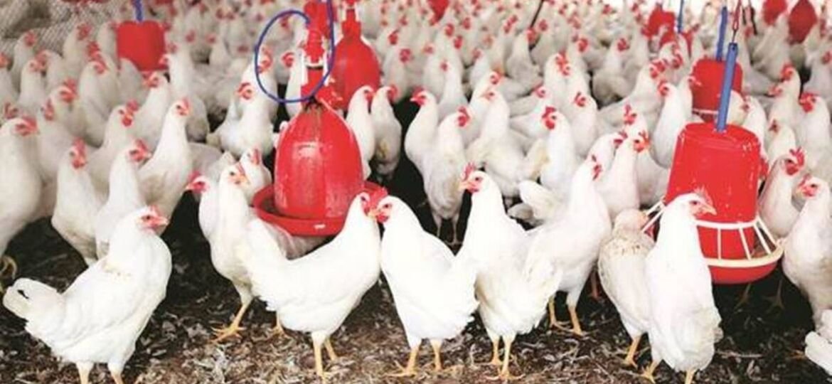 Pune: Indian poultry industry seeks GM feed import
