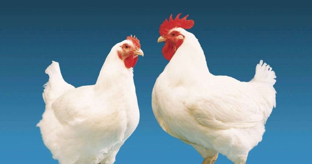 POULTRY INDUSTRY SEEKS EXTENSION OF LOANS, IMPORT OF GM SOYBEAN