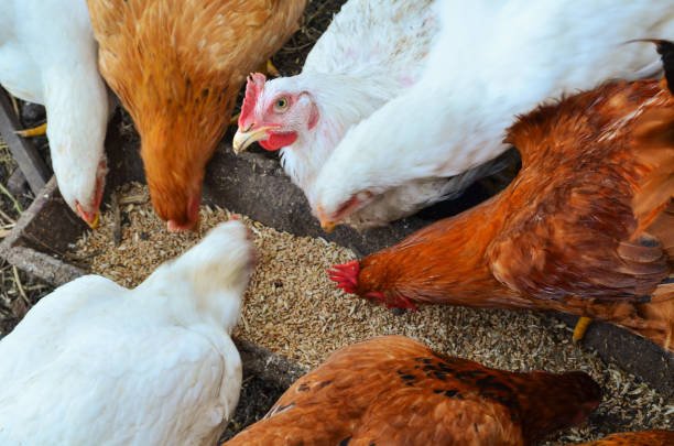 Teji Mandi Explains: Importing GM soymeal will support poultry industry but consequences cannot be overlooked