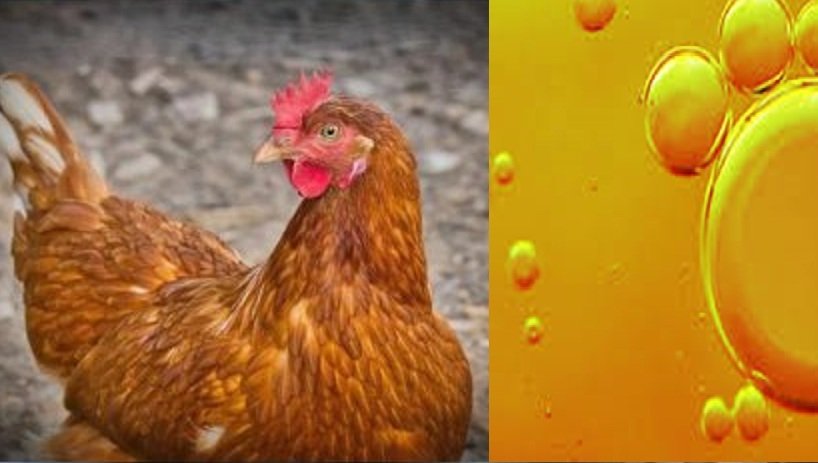 Kerala vet doc gets patent for biodiesel from chicken waste