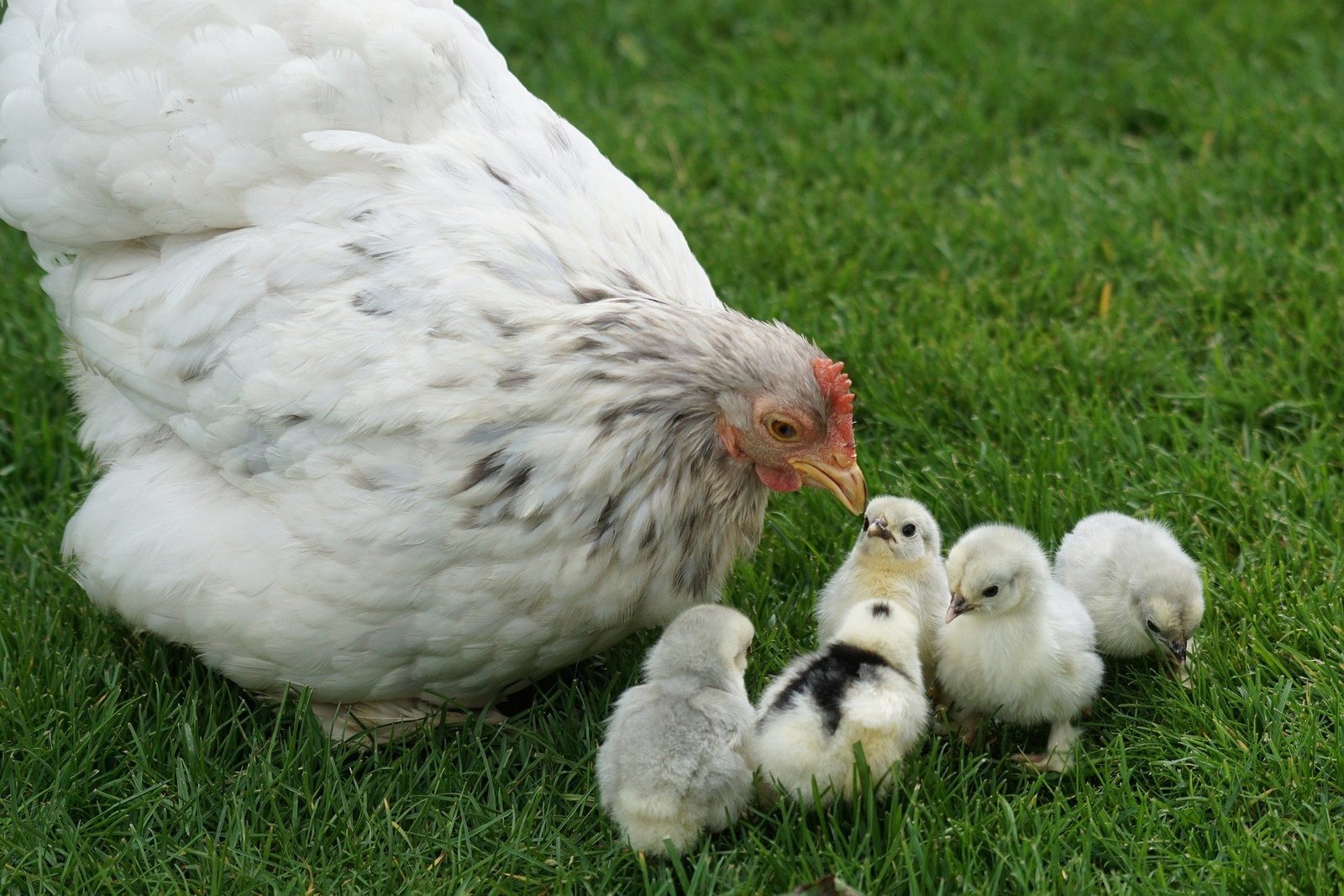 A New Poultry Farming Perspective
