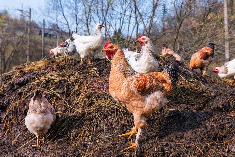 Poultry waste to be collected separately, recycled in Trichy