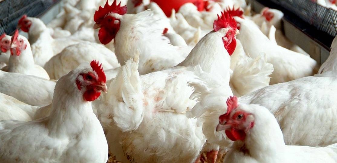 Recovering from Covid-19, poultry business suffers second setback with high mortality rate of birds