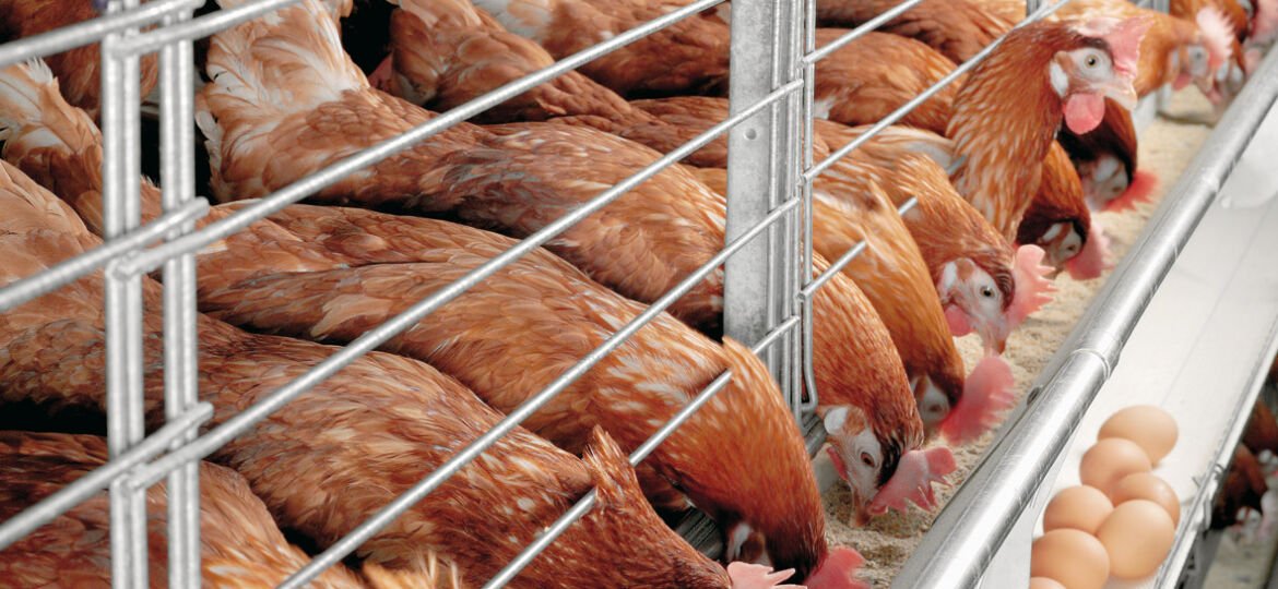 As protein prices skyrocket, poultry industry faces abnormal increase in production cost