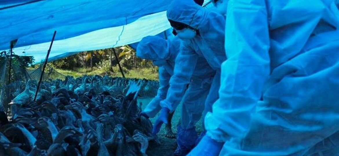 Central govt recognises Haryana lab for conducting bird flu tests