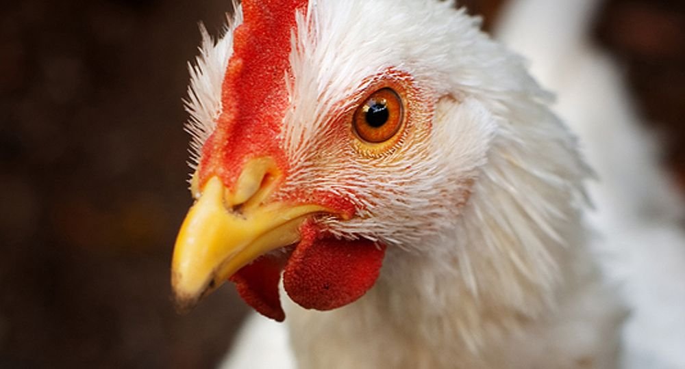 Chicken prices are seen surging 18 per cent to 20 per cent in the next six to eight months