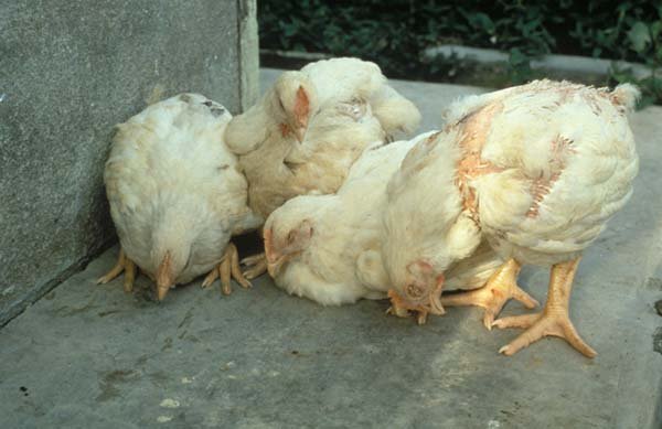 It’s official — bird flu killed 4.37 lakh chickens in Barwala