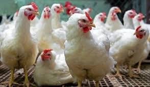 Brazil urges India to cut import taxes on chicken products