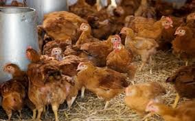 Broiler chicken prices soar in Kerala as Covid disrupts bird supply