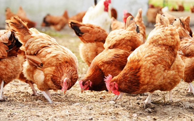 India’s poultry industry needs Rs 20,000 cr to recover from crash caused by Covid rumours