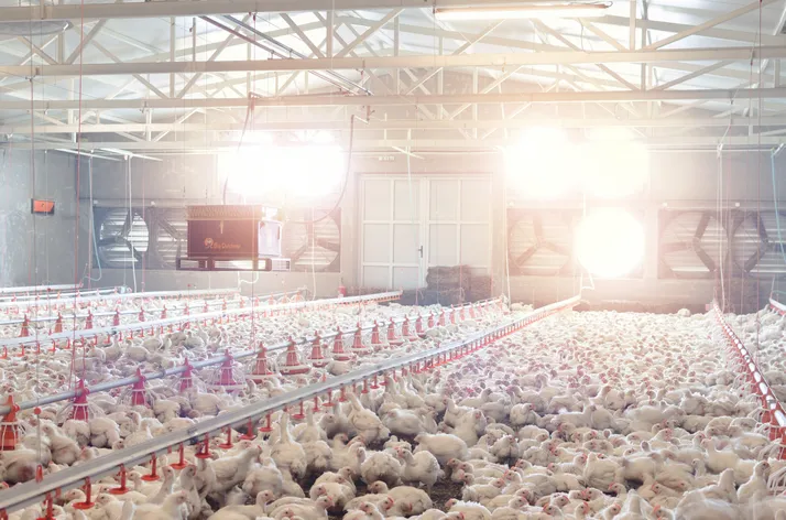 Lighten up! Poultry welfare is easy with this new innovation