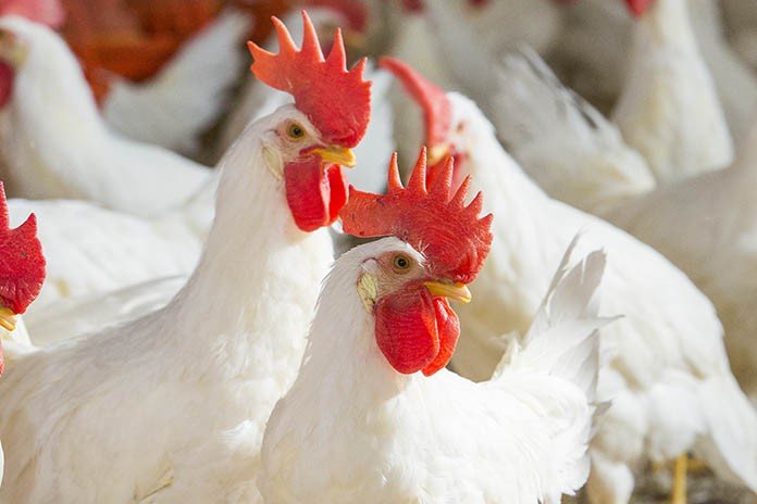 Poultry industry picks up pace; chicken prices go up