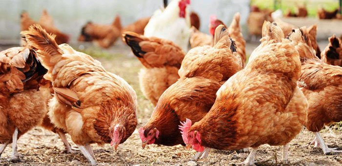 Poultry industry gets a boost in Telangana