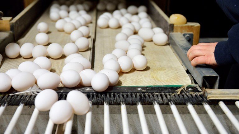 Short supply and high demand push up egg price to Rs 80/dozen in Mumbai