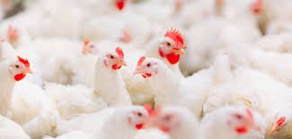 Virus scare takes a toll on poultry sector in Chandigarh; egg, chicken prices down by 30%