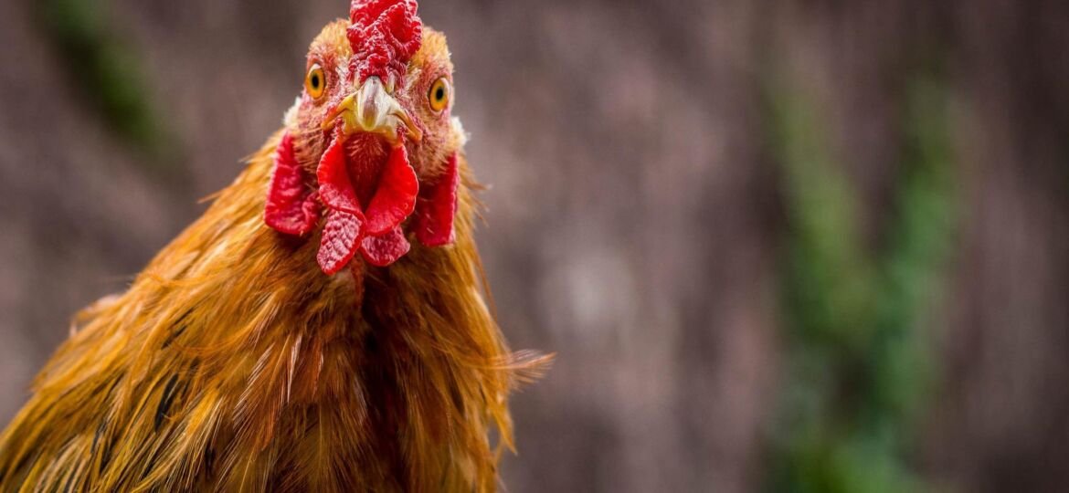 World Animal Protection Asks Consumers To Step Forward And Demand Better Lives For Chickens