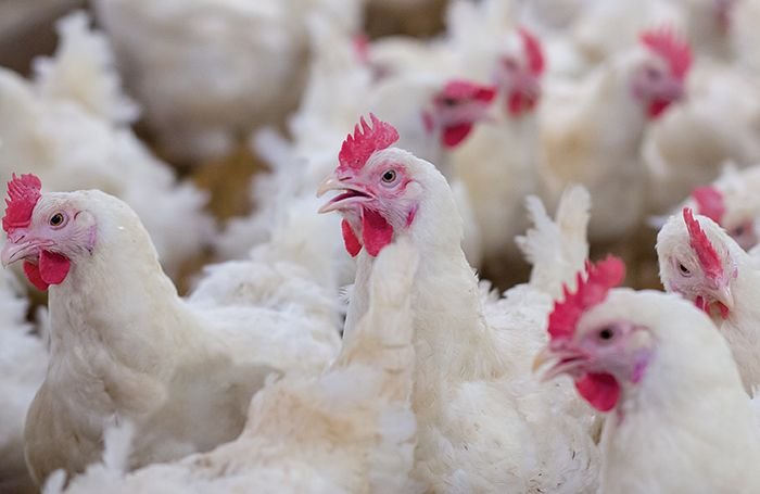 WTO panel accepts India-US request to delay compliance report on poultry dispute till March 2021