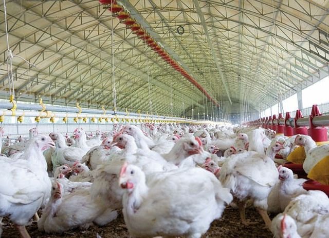 The Demand for Broiler Chicken in India...