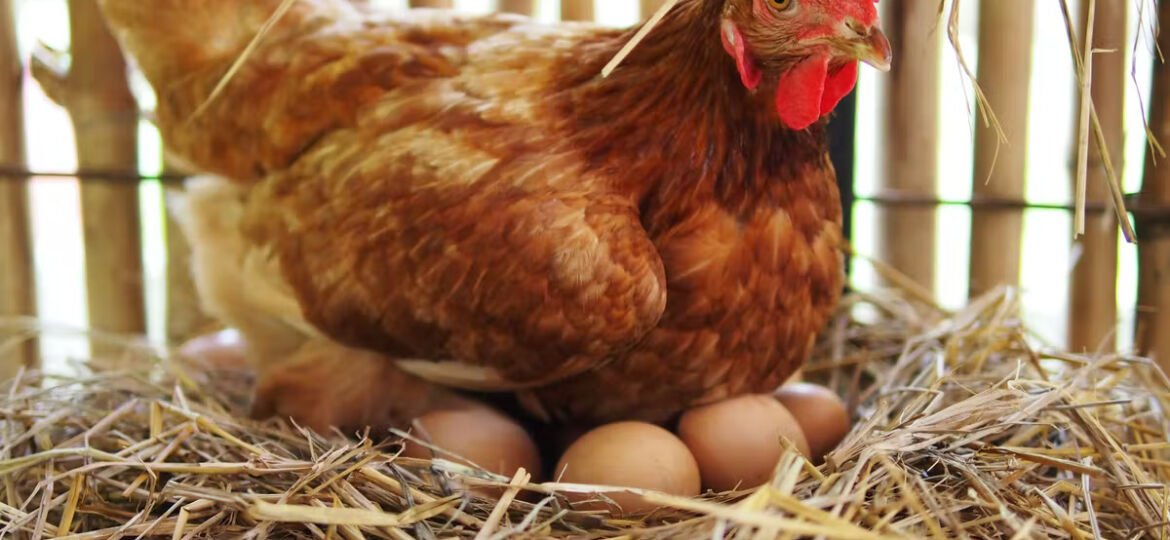 Poultry Diseases And Their Effect On Chicken And Egg Rate In India