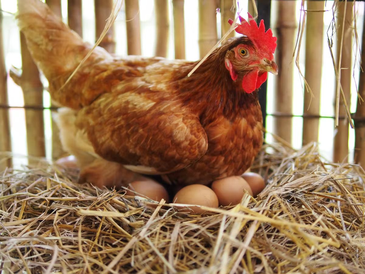 Poultry Diseases And Their Effect On Chicken And Egg Rate In India