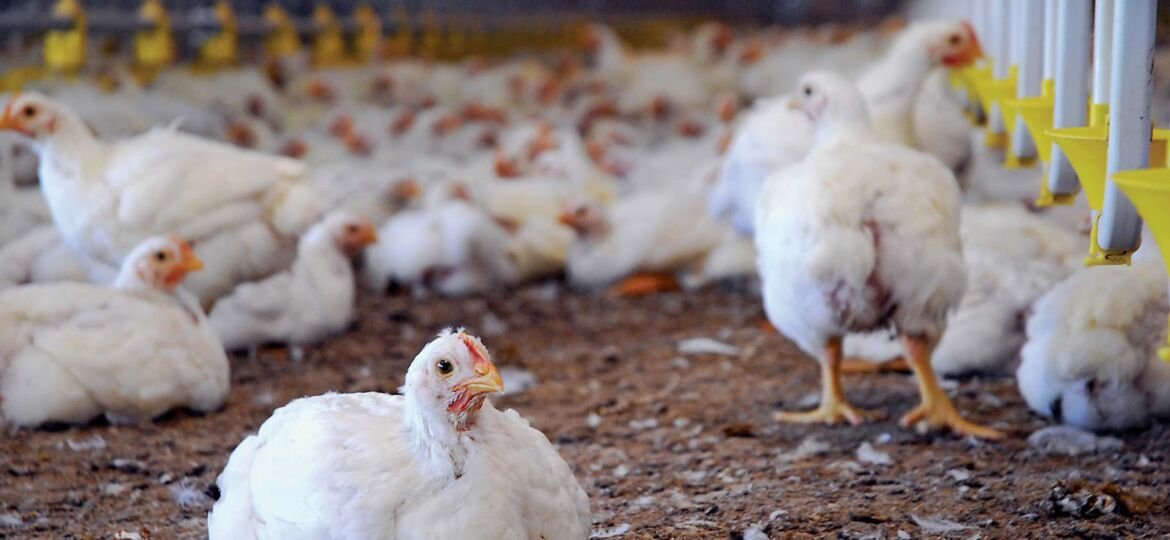 NEW PRACTICES IN POULTRY MANAGEMENT FOR BETTER POULTRY PERFORMANCE WITH FOCUS AREAS