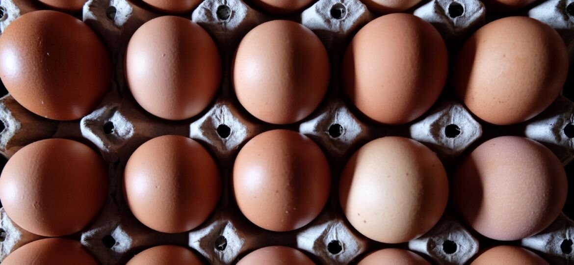 Why does Egg Rate Fluctuate So Much? | Reasons for Egg Rate Fluctuation In India