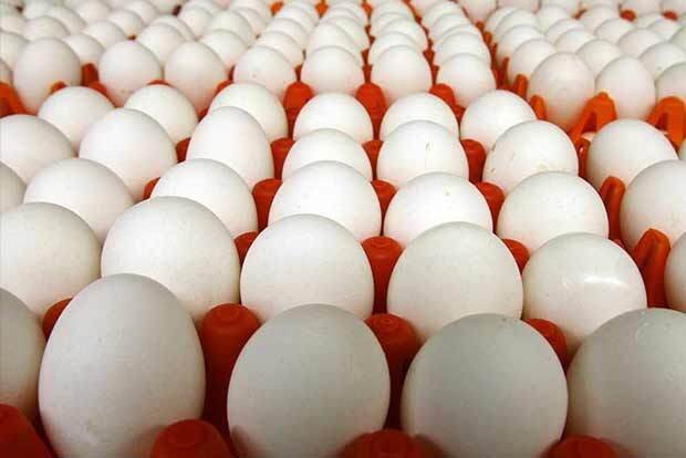 Determinants Of Egg Rates In India