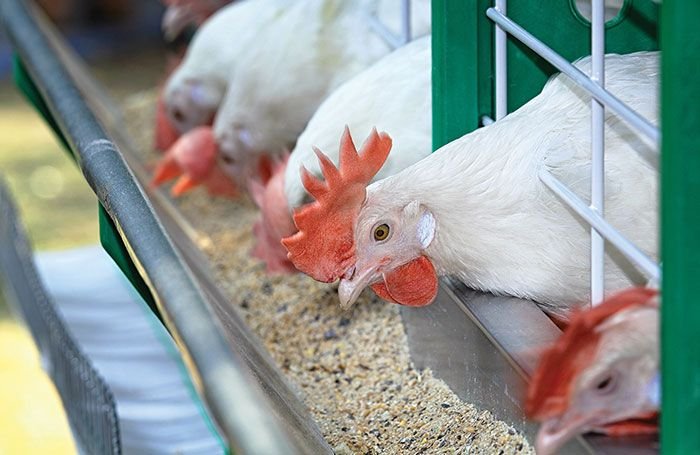 chickens-eating-feed-papaak-poultry