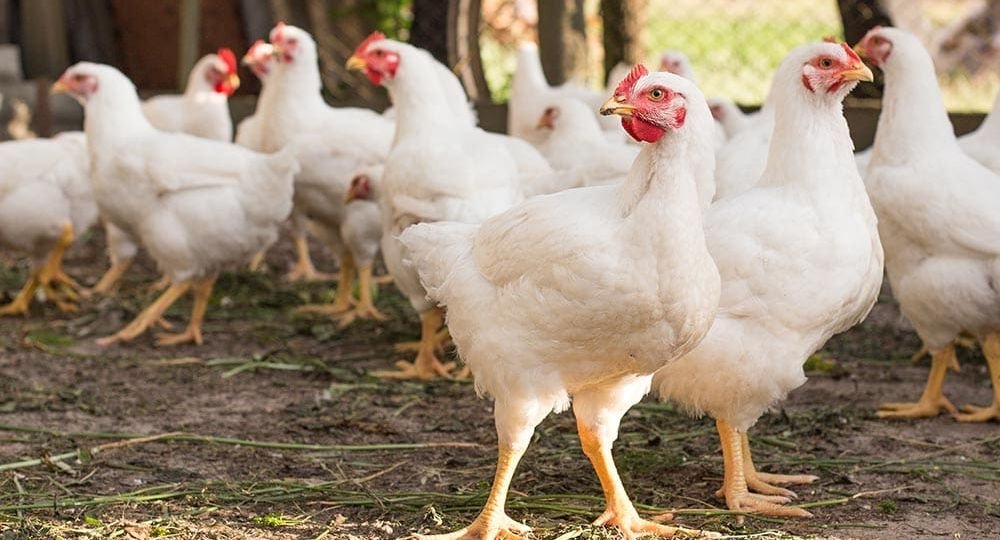 free-range-broiler-chickens_Kishyru_Shutterstock