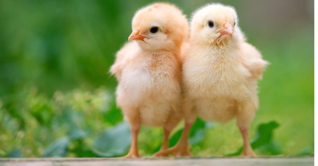 group-of-funny-baby-chicks-on-the-farm-picture-id1243389108-1024x535