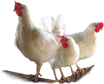 Indian Poultry Market Exceed INR 3,170 Billion