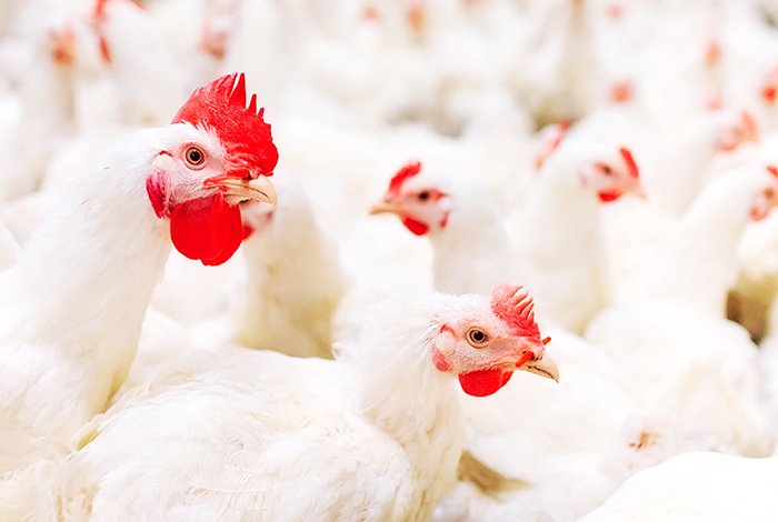 Poultry farmers facing harassment, says forum