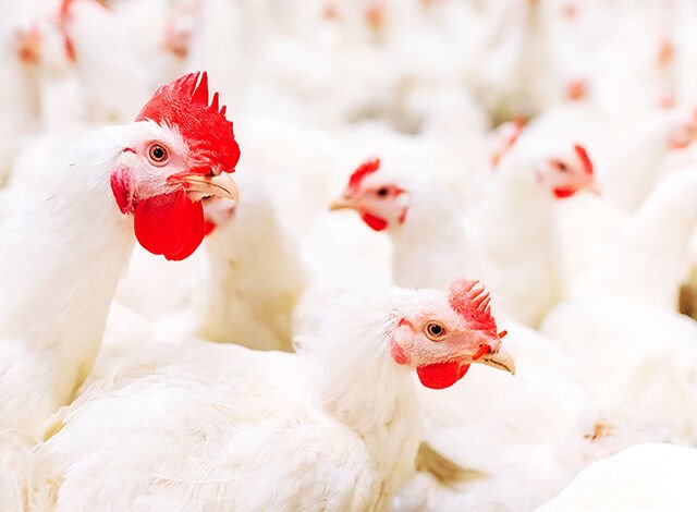 broilers-house-papaak-rate-egg-price