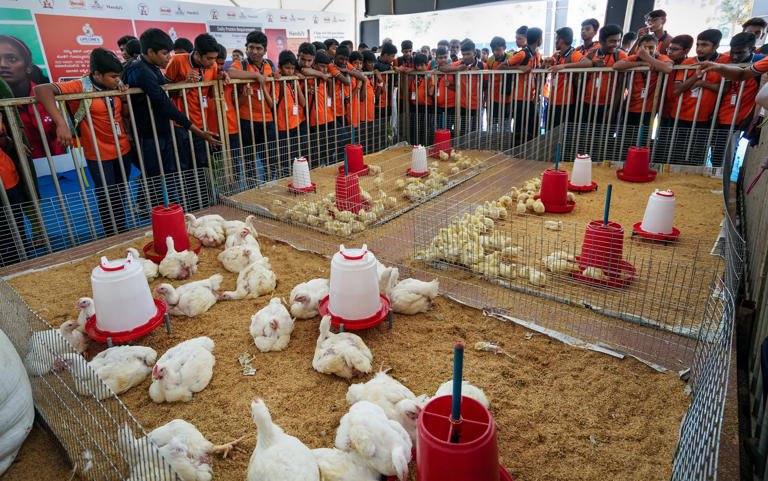 J&K govt boost poultry sector