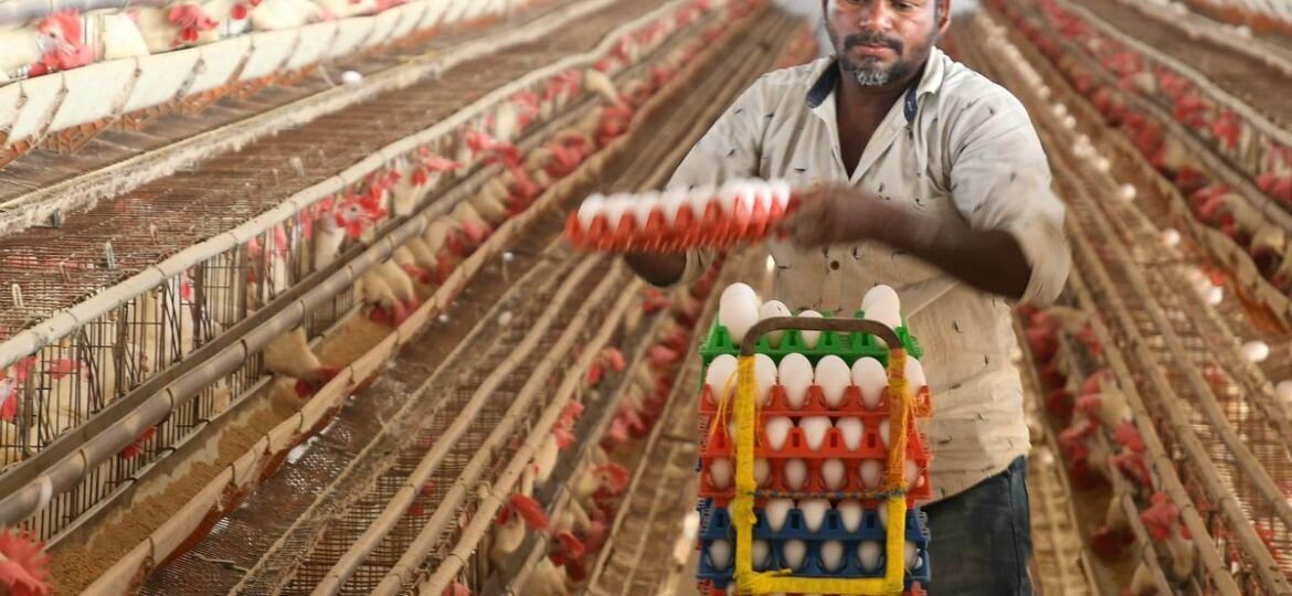 namakkal poultry farmers following egg price