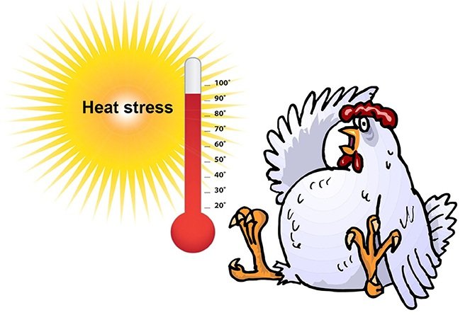 heat wave increases the chicken price