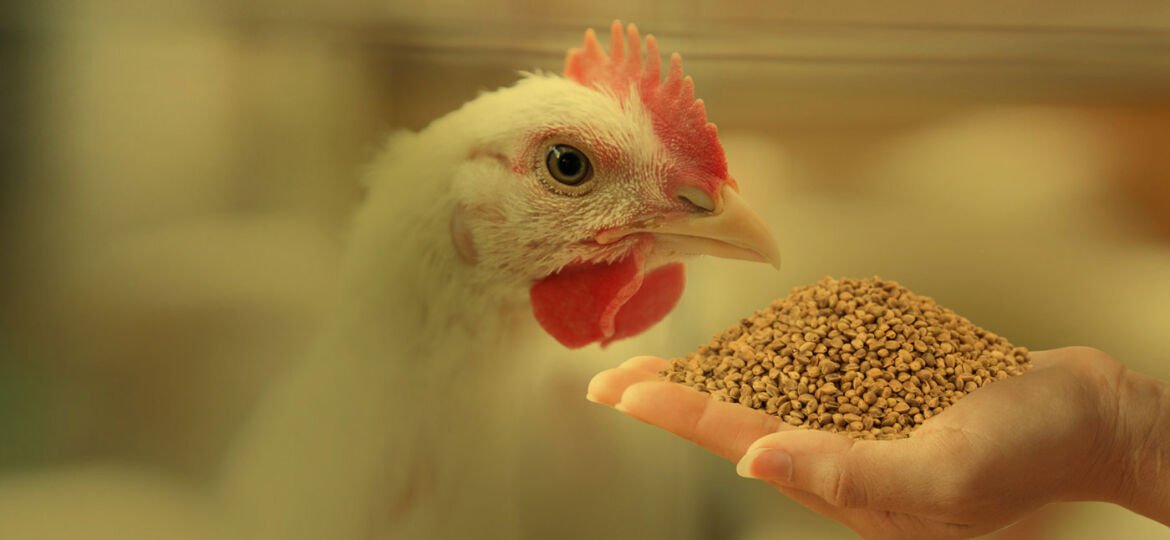 IB Group's Rs 160 cr poultry feed plant