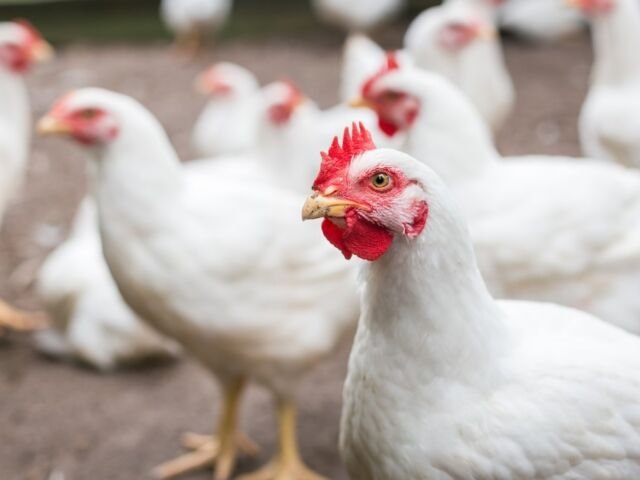 haryana poultry