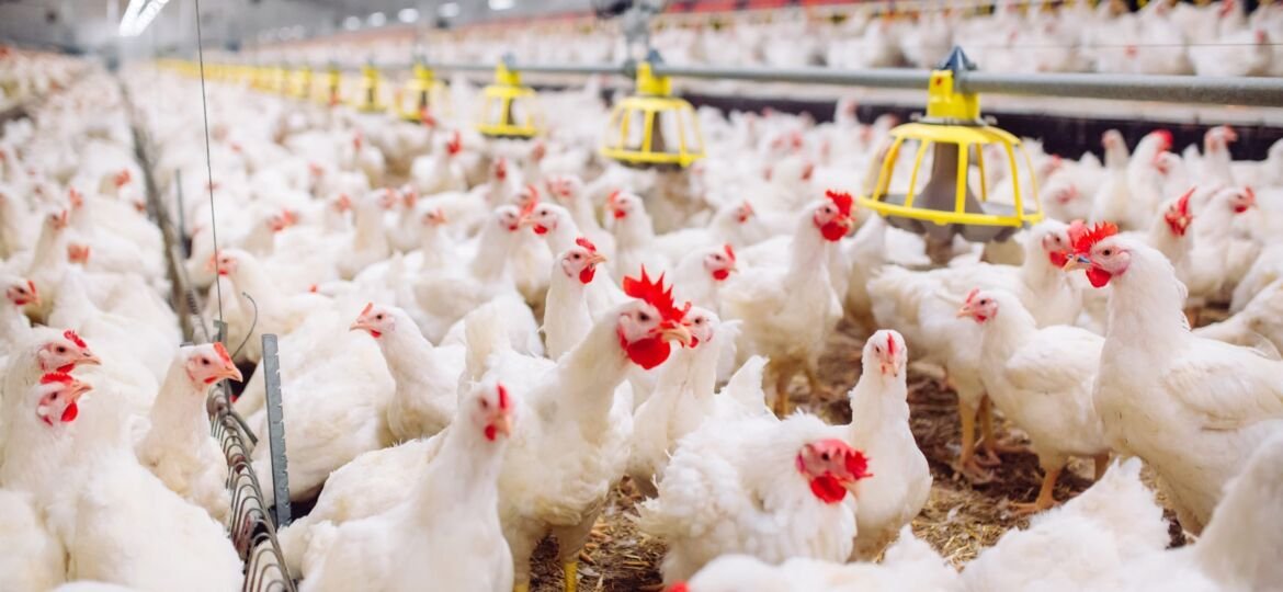 Chicken leg imports will continue to attract 100% duty