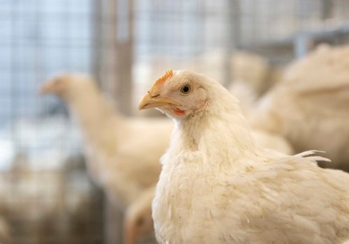 India, US to end poultry dispute