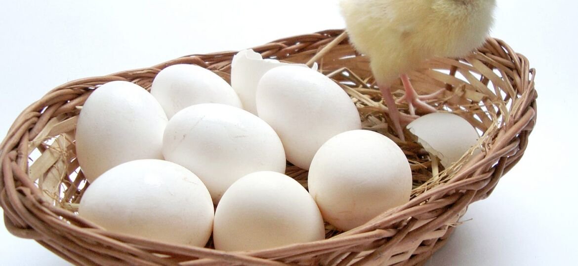India export eggs to Sri Lanka