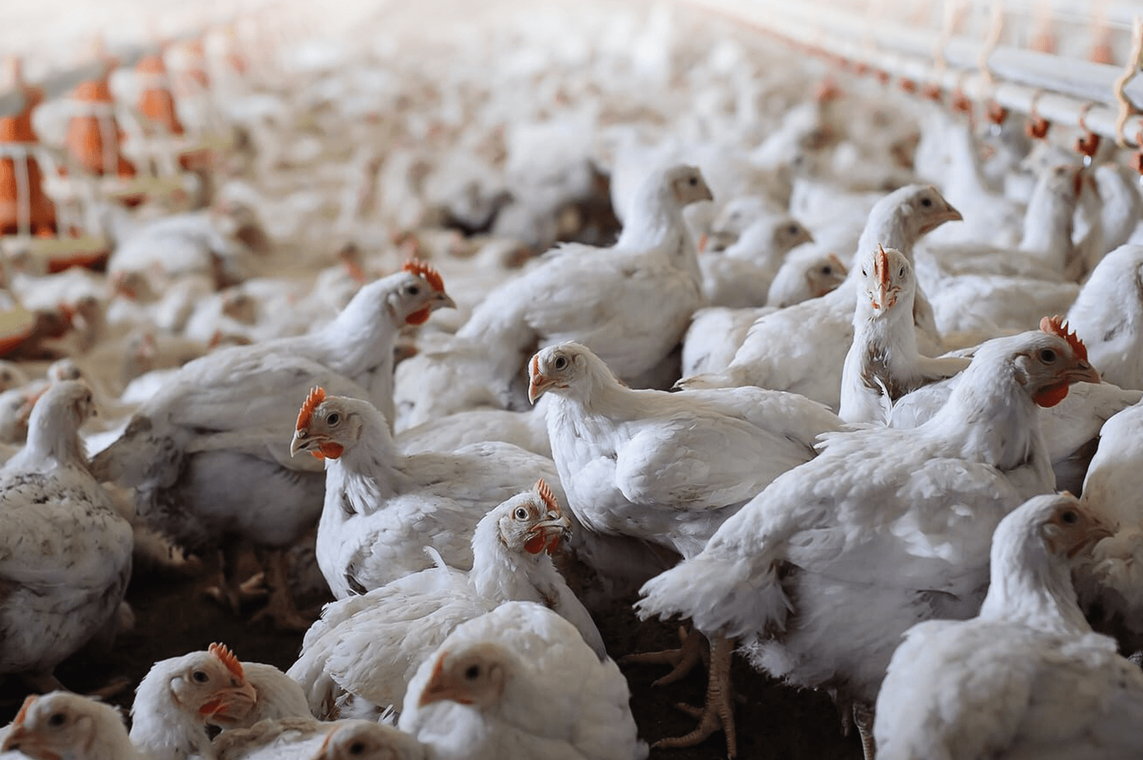 Himachal Pradesh 5,000 chickens burnt in poultry farm fire in Hamirpur