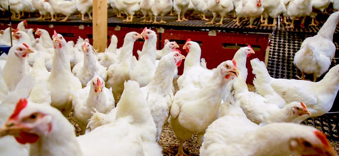 A Comprehensive Guide to Poultry Farming in India