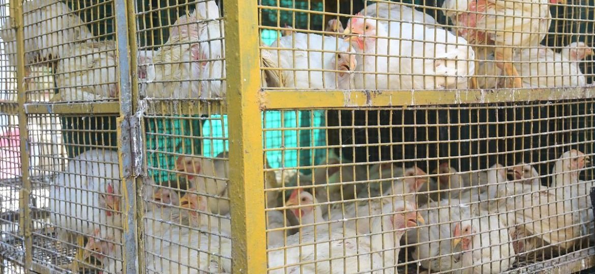 The poultry industry needs urgent reforms