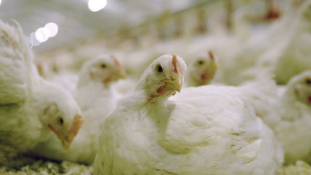 Centre issues avian influenza advisory after 4 states report outbreaks in poultry