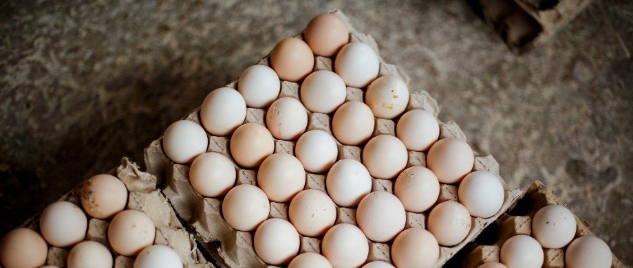 Oman stops eggs import, hits Tamil Nadu poultry industry