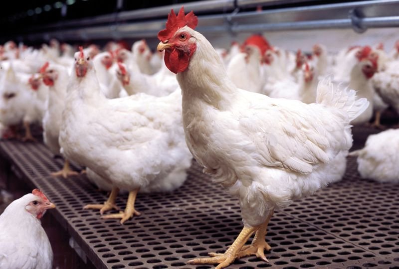 Poultry meat cooked at temperatures above 70°C for at least 30 minutes is deemed safe