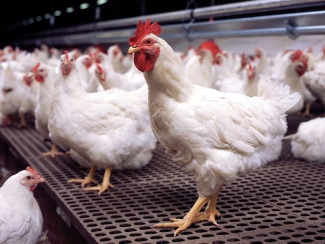 Poultry meat cooked at temperatures above 70°C for at least 30 minutes is deemed safe