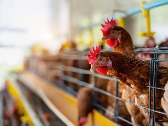 Bird flu fears impact on poultry industry inTelangana