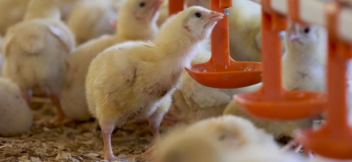 Kashmir Industry Body Sounds Alarm on Poultry Sector Collapse, Urges Govt Intervention